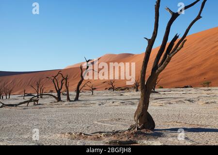 Anciens arbres à camélépine sur le fond argent de Dead Vlei au milieu des dunes de sable de Sossusvlei dans le parc Namib Naukluft, dans le sud de la Namibie. Banque D'Images