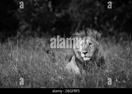 Portrait de lion noir et blanc à Maasai Mara, Kenya Banque D'Images