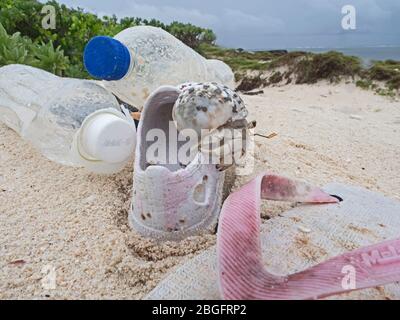 Stawberry Hermit Crab Coenobita perlatus, juvénile, escalade sur la plage lavée en ordures, Wizard Island, Cosmoledo Atoll, Seychelles Banque D'Images