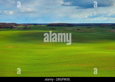 Collines vertes de printemps avec champs de blé. Banque D'Images