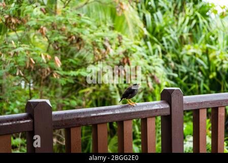 Javana oiseau (Acridotheres javanicus), connu sous le nom de myna à évent blanc, assis sur une clôture en bois dans un jardin tropical Banque D'Images