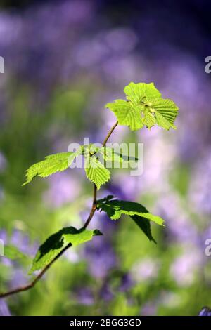 Epsom, Surrey, Angleterre, Royaume-Uni. 21 avril 2020. De nouvelles feuilles se développent parmi les cloches du parc Horton Country Park, Epsom, Surrey. Crédit : Julia Gavin/Alay Live News Banque D'Images