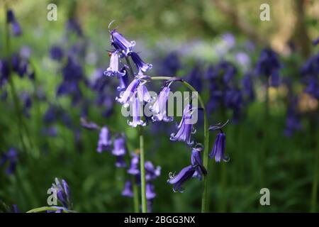 Epsom, Surrey, Angleterre, Royaume-Uni. 21 avril 2020. Les cloches anglaises du parc Horton Country Park, sont époustouflantes au soleil à Epsom, Surrey. Crédit : Julia Gavin/Alay Live News Banque D'Images