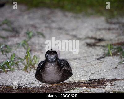 shearwater à queue en cale (Puffinus pacificus) sur le sol près de la terruse nicheuse, Alphonse Atoll, Seychelles Banque D'Images