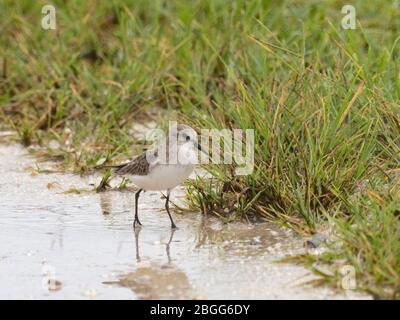 Little Sint, Calidris minuta dans le plumage non reproductrice, adulte, Alphonse Atoll, Seychelles, décembre Banque D'Images