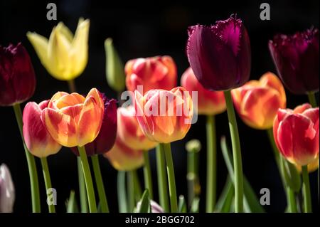 Un groupe mixte de tulipes importées néerlandaises (Tulipa gesneriana) ou tulipe de jardin, en fleur de printemps dans un jardin anglais, Grande-Bretagne. Le jardin tulipe est une pop Banque D'Images