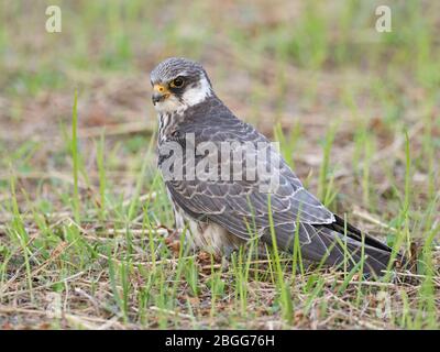 Amur Falcon Falco amurensis femme, Mahe, Seychelles, décembre Banque D'Images