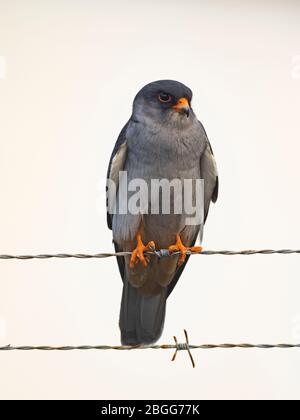 Amur Falcon Falco amurensis homme, Mahe, Seychelles, décembre Banque D'Images