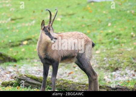 Le chamois (Rupicapra rupicapra) une vie dans les montagnes la faune Die Gämse (Rupicapra rupicapra) éine im Gebirge lebendes Wildtier Banque D'Images