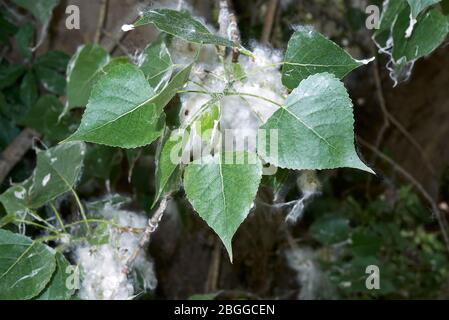 Branche de Populus nigra avec des fruits et des graines Banque D'Images