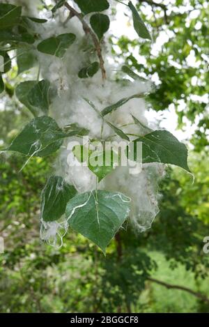 Branche de Populus nigra avec des fruits et des graines Banque D'Images