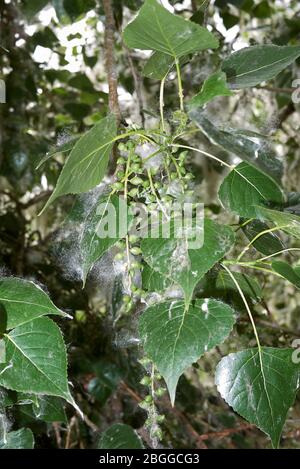 Branche de Populus nigra avec des fruits et des graines Banque D'Images