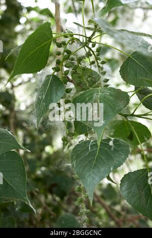 Branche de Populus nigra avec des fruits et des graines Banque D'Images