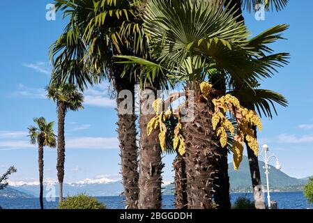 Trachycarpus fortunes palmiers en fleurs Banque D'Images