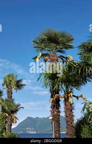 Trachycarpus fortunes palmiers en fleurs Banque D'Images