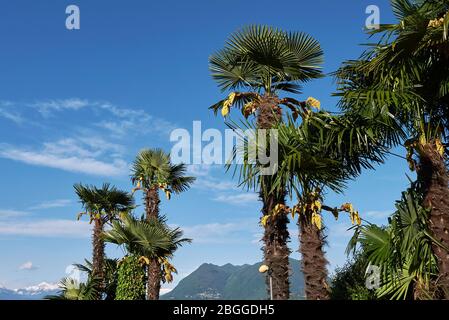 Trachycarpus fortunes palmiers en fleurs Banque D'Images