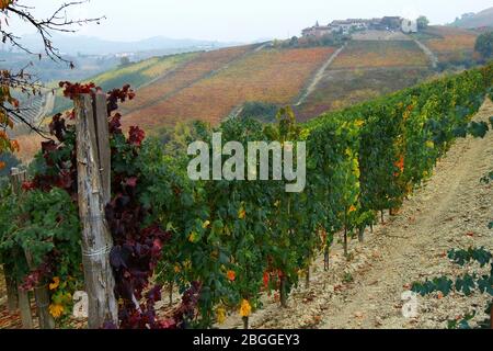 Vue sur les vignobles des Langhe Monferrato Roero, UNESCO World Heritage en Piémont, Italie. Banque D'Images