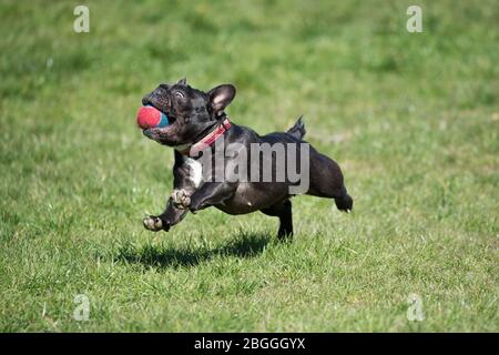 Glasgow, Royaume-Uni. 21 avril 2020. Photo : les gens prennent leurs chiens dans le parc pour leur une heure d'exercice quotidien pendant le maintien. Le chien semble jouir de sa liberté à l'extérieur pendant qu'il tourne autour après une balle. Scènes du parc Kelvingrove à Glasgow pendant le verrouillage du coronavirus (COVID-19). Crédit : Colin Fisher/Alay Live News Banque D'Images