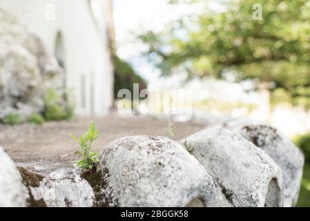 Petite plante qui pousse entre les pierres blanches avec la mousse, au bord d'un chemin dans un jardin Banque D'Images