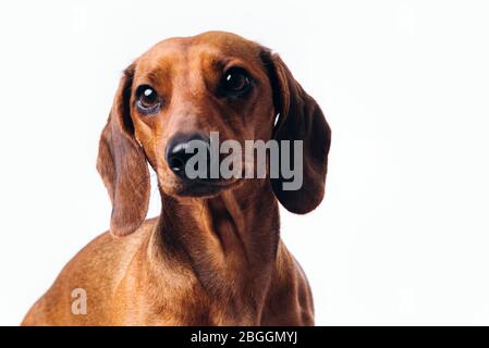 Chien de crachshund avec des cheveux brillants. Un chien d'accompagnement et un ami. Banque D'Images