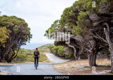 Homme touristique à vélo sur l'île de Rottnest, Australie occidentale. Vous voyageez à vélo sur une route sinueuse bordée de vieux théiers Banque D'Images