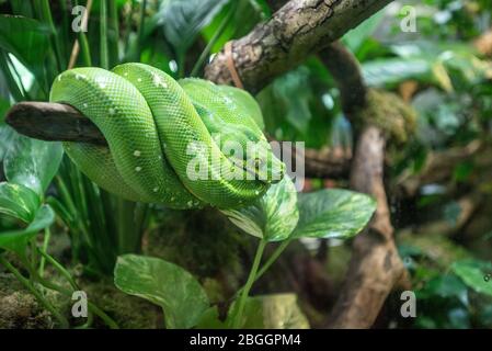 Serpent vert au zoo de la ménagerie du jardin des plantes, jardin zoologique, Paris, France Banque D'Images