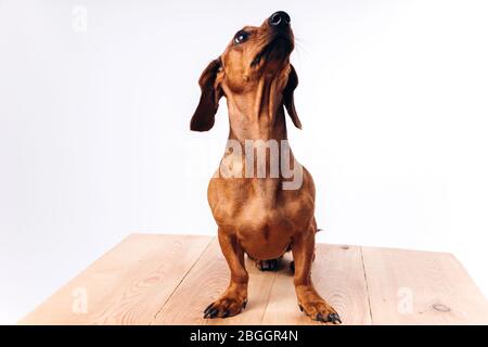 Chien de crachshund avec des cheveux brillants. Un chien d'accompagnement et un ami. Banque D'Images