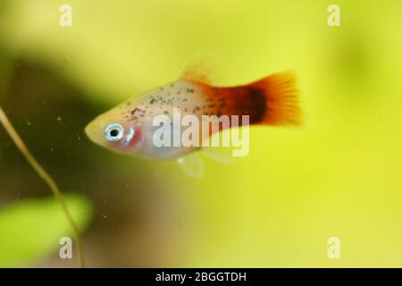 Platy (Xiphophophorus maculatus), un aquarium d'eau douce populaire Platy oder auch Spiegelkärpfling (Xiphophorus maculatus), éine beliebter Süßwasser- Banque D'Images