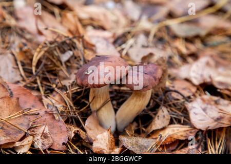 Vue rapprochée de champignons boletus badius, double badia ou imleria bay bolet poussant dans une forêt de pins de l'automne. Champignon comestible et passé a velvet Banque D'Images