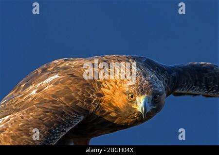 Aigle doré, Bulgarie Banque D'Images