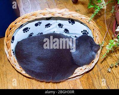 Grand chat gris foncé, courbé dans un panier en osier de chat; tourné vers l'arrière, coupe serrée, pendante; pressé, animal de compagnie, féline, horizontal; PR Banque D'Images