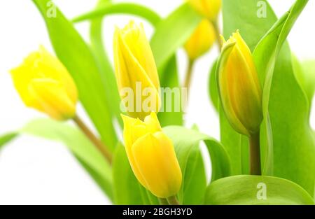 Gros plan de fleurs de tulipe jaune fraîche sur fond blanc. Sélective mise au premier plan avec arrière-plan flou. Banque D'Images