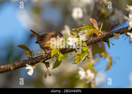 Wren- Troglodytes troglodytes perchés sur la cerise sauvage - Prunus avium. Ressort. Banque D'Images