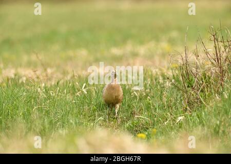 La marche et le bernachement de Pheasant pour la nourriture dans l'herbe pendant le printemps ensoleillé Banque D'Images