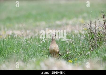 La marche et le bernachement de Pheasant pour la nourriture dans l'herbe pendant le printemps ensoleillé Banque D'Images