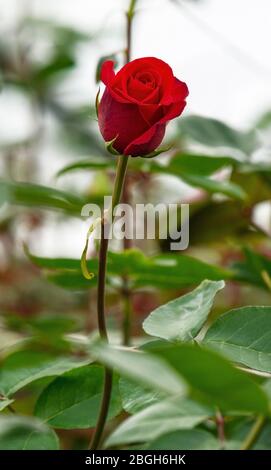 Gros plan vertical d'une Rose rouge dans une plantation de Cayambe, au nord de Quito, en Équateur. La rose est la fleur nationale de ce pays. Banque D'Images