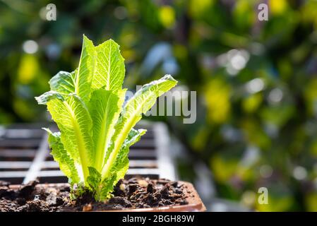 Gros plan de la jeune laitue romaine qui pousse dans le pot sur le jardin du patio Banque D'Images