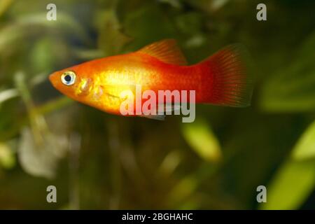 Platy (Xiphophophorus maculatus), un aquarium d'eau douce populaire Platy oder auch Spiegelkärpfling (Xiphophorus maculatus), éine beliebter Süßwasser- Banque D'Images