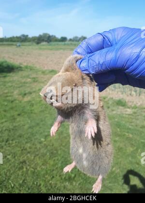 Rat taupe de jardin. Rat de rongeurs à creuser souterrain aveugle. Spalax Banque D'Images