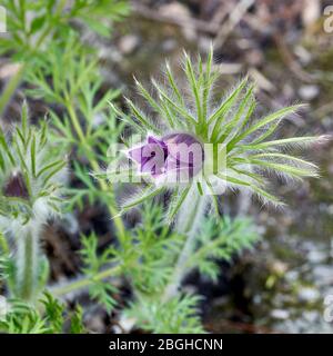 Blossom commence à s'ouvrir. Banque D'Images
