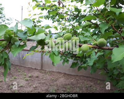 Abricot immature sur une branche. Abricot dans le jardin. Banque D'Images