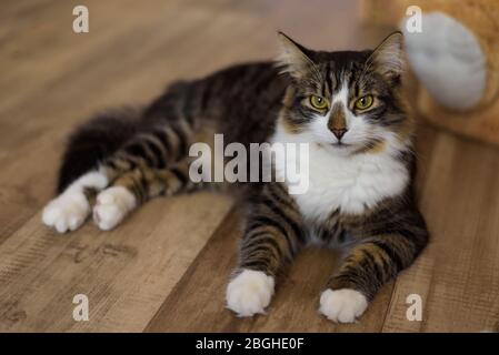 Un chat tabby multicolore sérieux posé sur le plancher en bois. Banque D'Images
