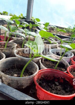 Semis de concombres dans des verres en serre. Banque D'Images