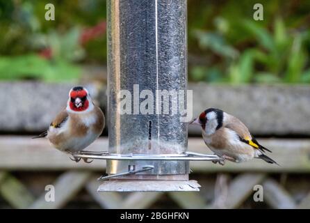 Une paire de goldfinches (Carduelis Carduelis) se nourrissant de graines de nyjer, West Lothian, Ecosse. Banque D'Images