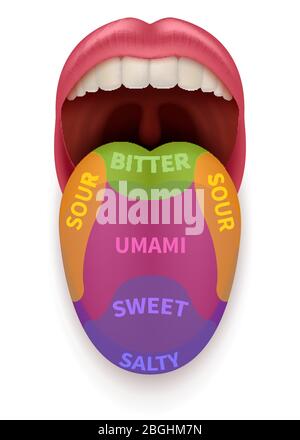 Langue réaliste avec zones de goût de base. Carte de dégustation dans la bouche humaine, douce, salée, aigre, amère et umami illustration vectorielle isolée. Schéma de la bouche SENSE anatomique, graphique de la zone de goût Illustration de Vecteur