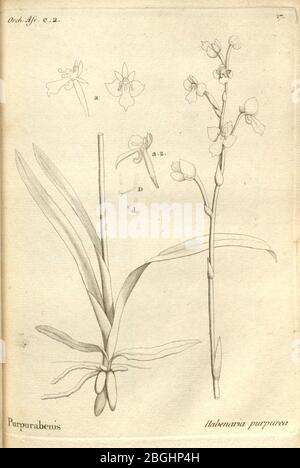 Histoire particulière des plantes Orchidées sur les trois îles australes d'Afrique, de France, de Bourbon et de Madagascar (Tab. 017) Banque D'Images