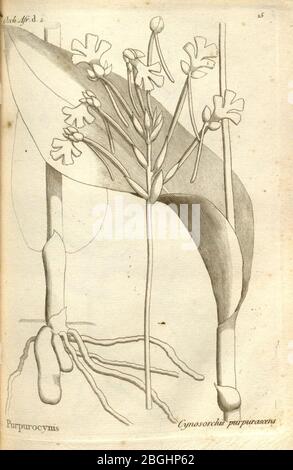 Histoire particulière des plantes Orchidées sur les trois îles australes d'Afrique, de France, de Bourbon et de Madagascar (Tab. 015) Banque D'Images