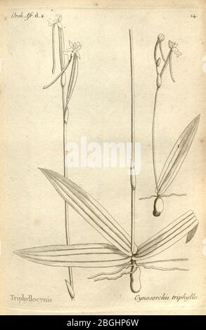 Histoire particulière des plantes Orchidées sur les trois îles australes d'Afrique, de France, de Bourbon et de Madagascar (Tab. 014) Banque D'Images