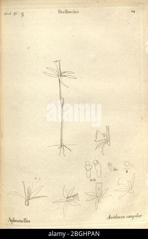 Histoire particulière des plantes Orchidées sur les trois îles australes d'Afrique, de France, de Bourbon et de Madagascar (Tab. 024) Banque D'Images