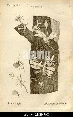 Histoire particulière des plantes Orchidées sur les trois îles australes d'Afrique, de France, de Bourbon et de Madagascar (Tab. 048) Banque D'Images